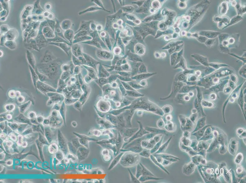 SUIT-2 Cell Complete Medium - 5