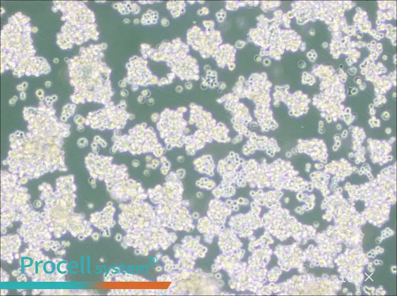 NCI-H524NCI-H524 - 3