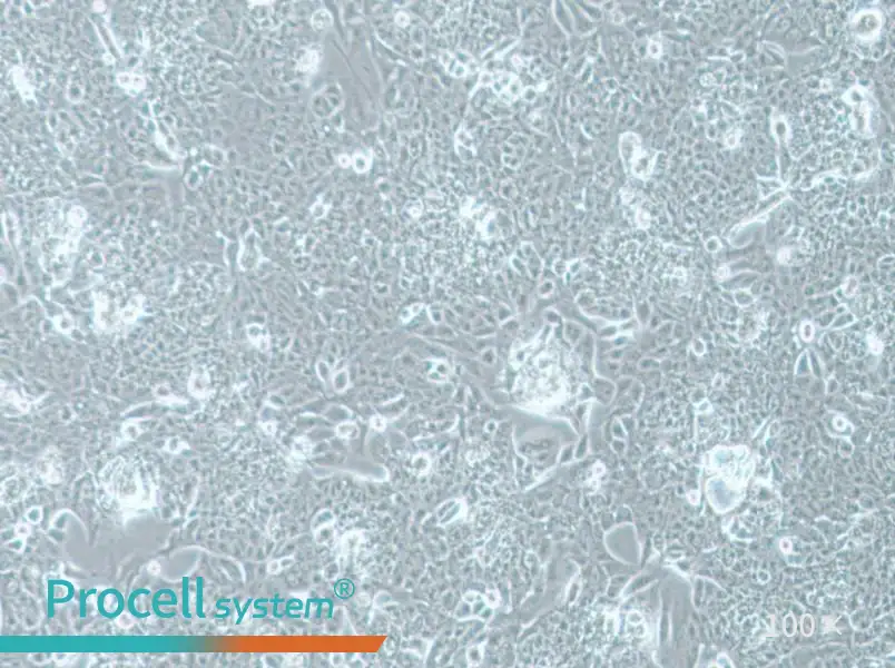 NCI-H1793 Cell Complete MediumNCI-H1793 Cell Complete Medium - 3