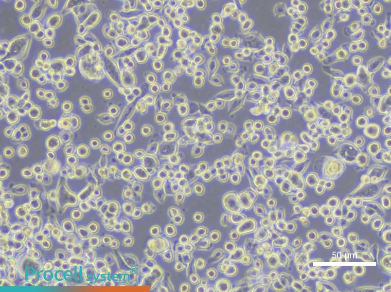 JAWSII Cell Complete MediumJAWSII Cell Complete Medium - 4