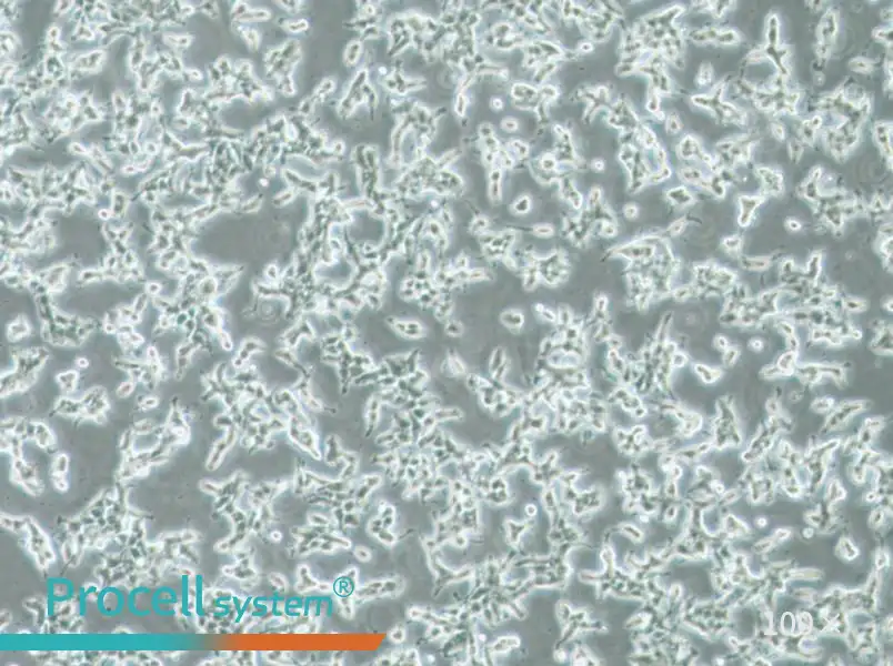 DMS 53 Cell Complete MediumDMS 53 Cell Complete Medium - 2