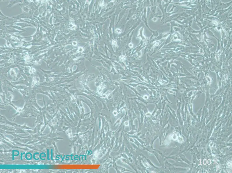 MOG-G-UVW Cell Complete MediumMOG-G-UVW Cell Complete Medium - 3