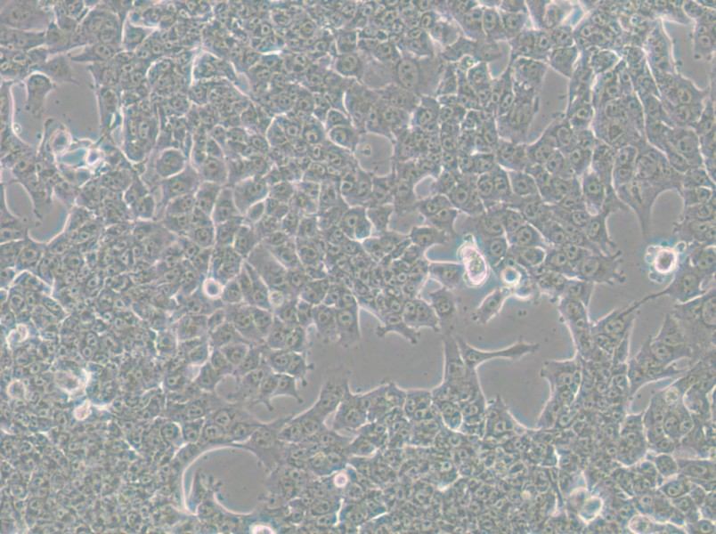 HePa1-6-LUC Cell Complete Medium - small - 4