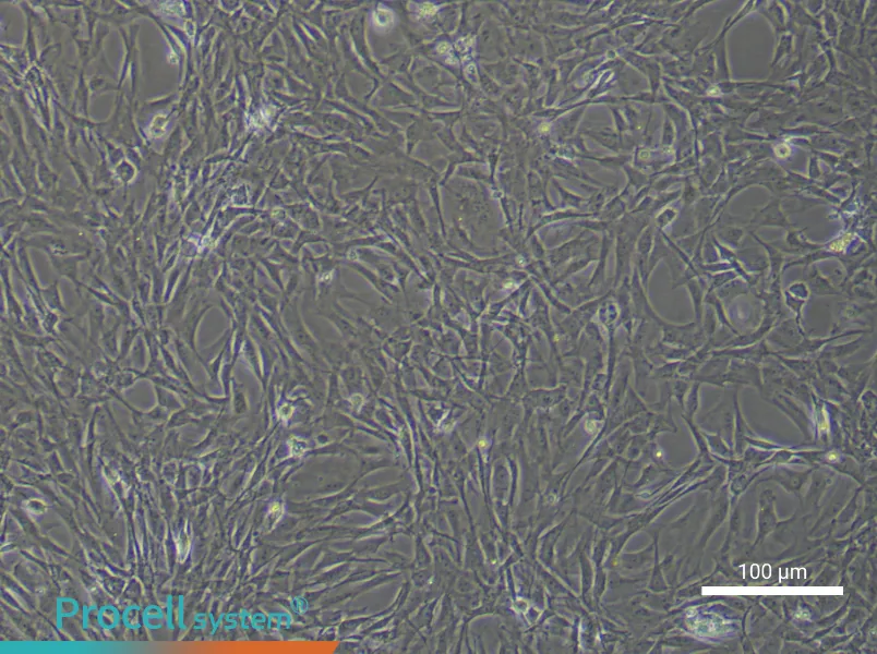 Rat Adipose-Derived Stem Cell Complete Medium - 3