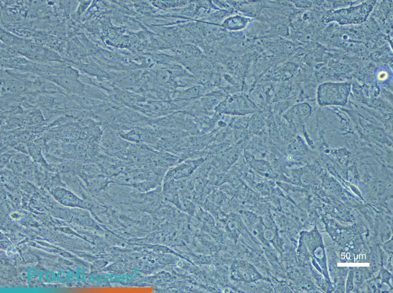 Mouse Meningeal Cell Complete Medium - 6