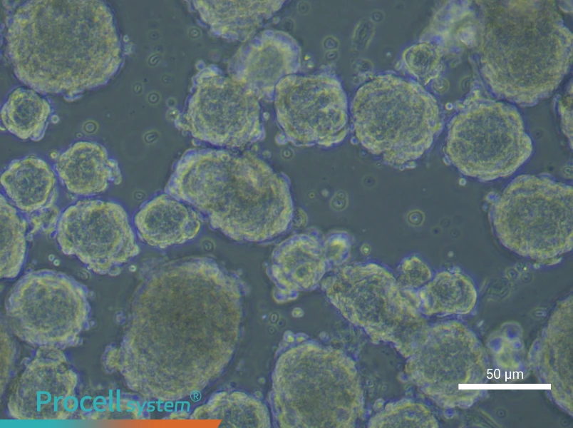 Mouse Enteric Neural Crest-Derived Stem Cell Complete Medium - 6