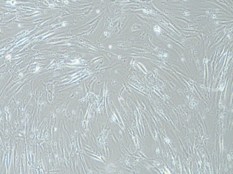 WI-38 Cell Complete MediumWI-38 Cell Complete Medium - 2