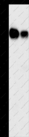 ARHGEF5 Polyclonal Antibody - 1