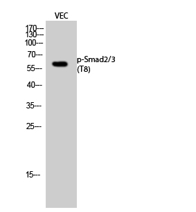 Western Blot analysis of VEC cells with Phospho-Smad2/3 (Thr8) Polyclonal Antibody