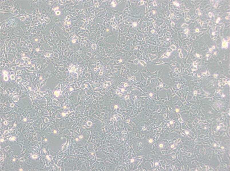 COS-1 Cell Complete Medium - 3