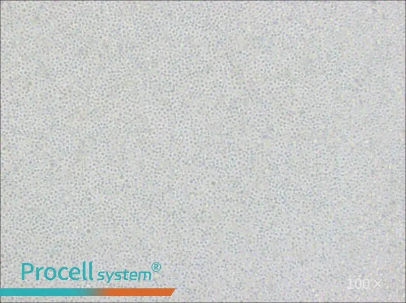 Ramos [RA 1] Cell Complete Medium - 1