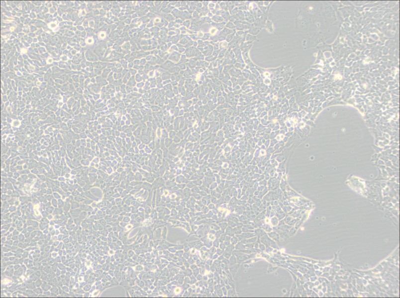 Detroit 562 Cell Complete MediumDetroit 562 Cell Complete Medium - 3