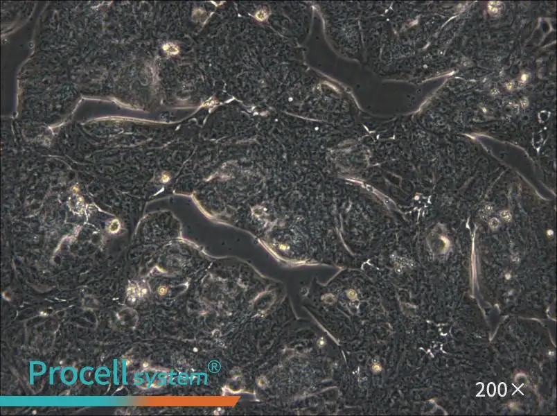 MFE-280 Cell Complete Medium - 4