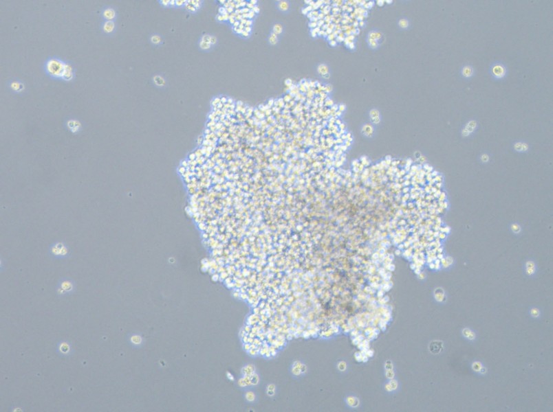 SHP-77 Cell Complete Medium-searchlist-1