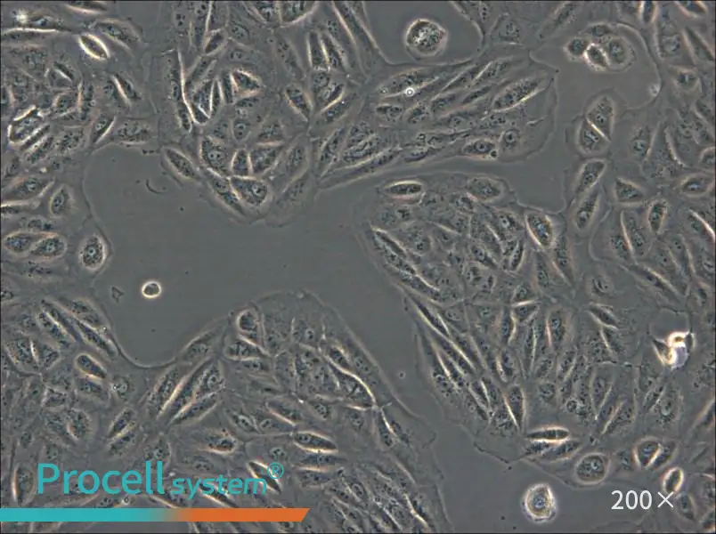 ARPE-19 Cell Complete Medium - small - 6