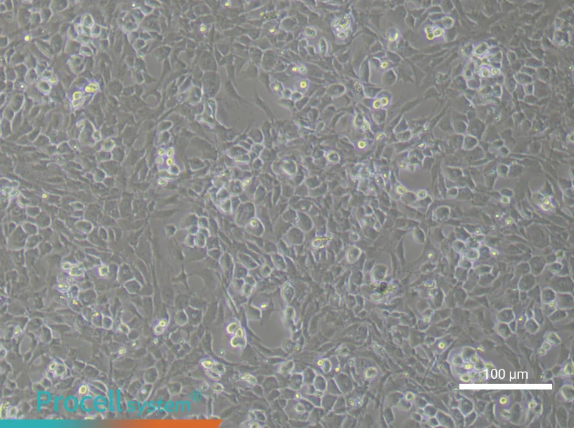 Rat Osteoblast Complete Medium - 1
