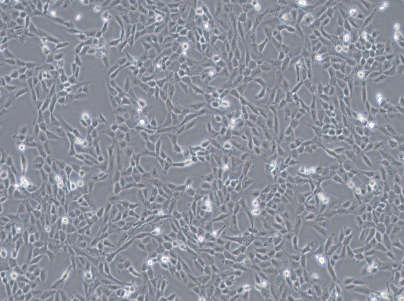 F81 Cell Complete Medium - 3