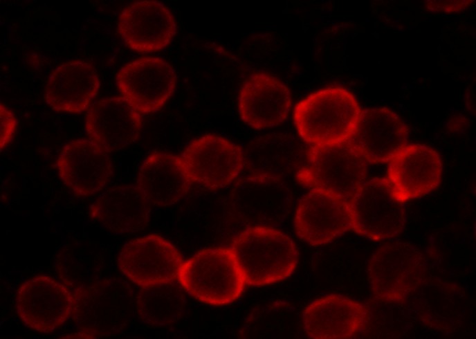 Recombinant CD62L/L-Selectin Monoclonal Antibody-searchlist-1