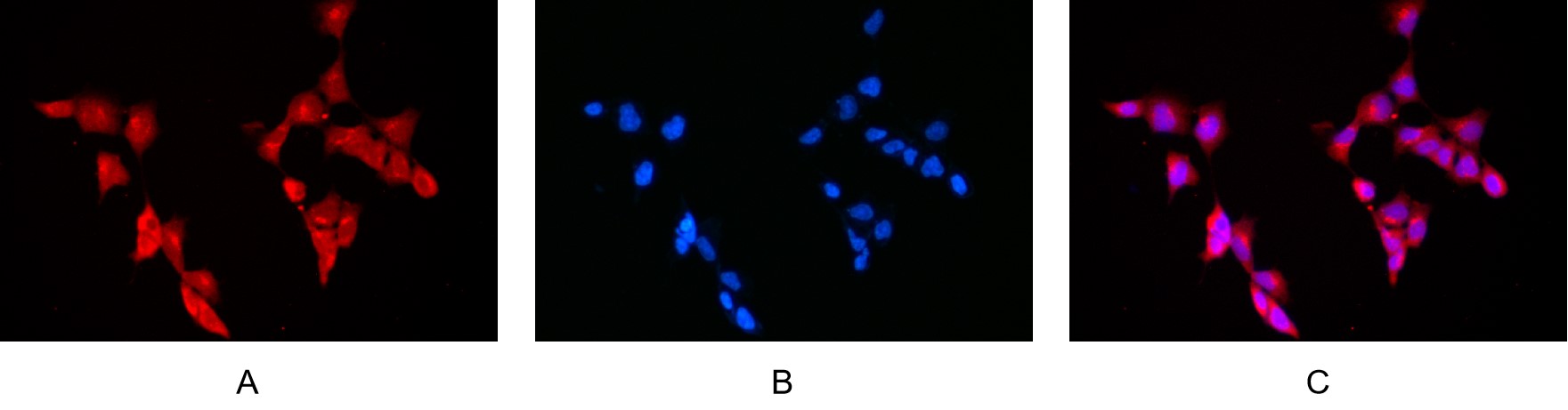 Recombinant Akt (pan) Monoclonal Antibody - small - 6
