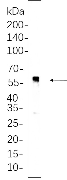 Recombinant p53 Monoclonal Antibody-searchlist-1