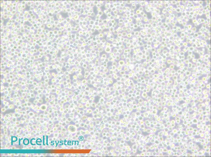 BALL-1 Cell Complete Medium - 5