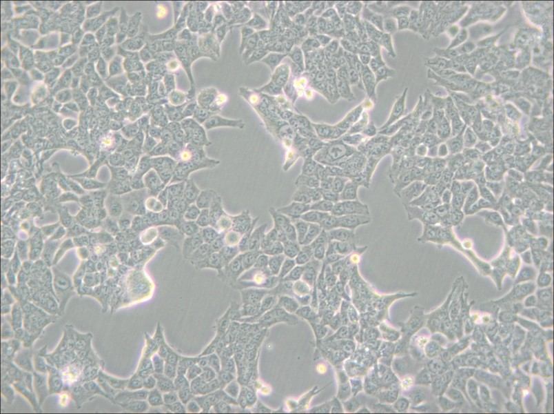 HCT 116 Cell Complete Medium - small - 4