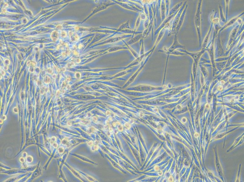 MP38 Cell Complete Medium - 4