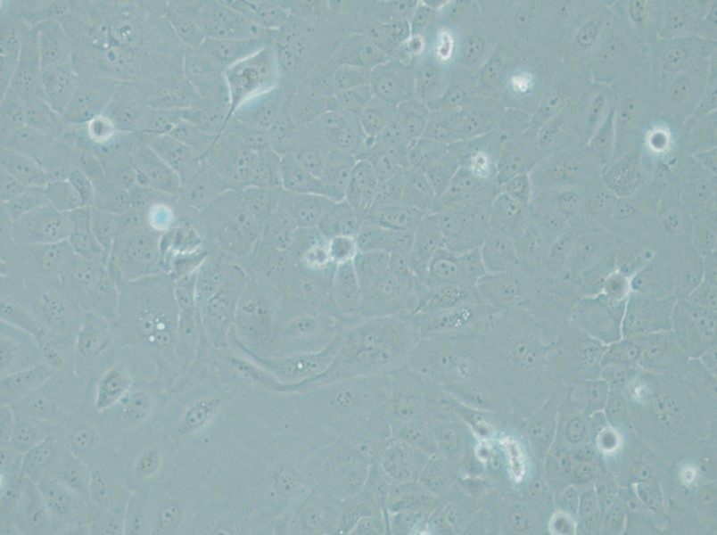 RWPE-1 Cell Complete Medium - 4