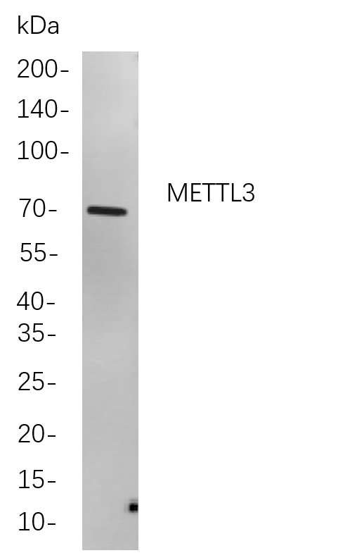Recombinant METTL3 Monoclonal Antibody-searchlist-1