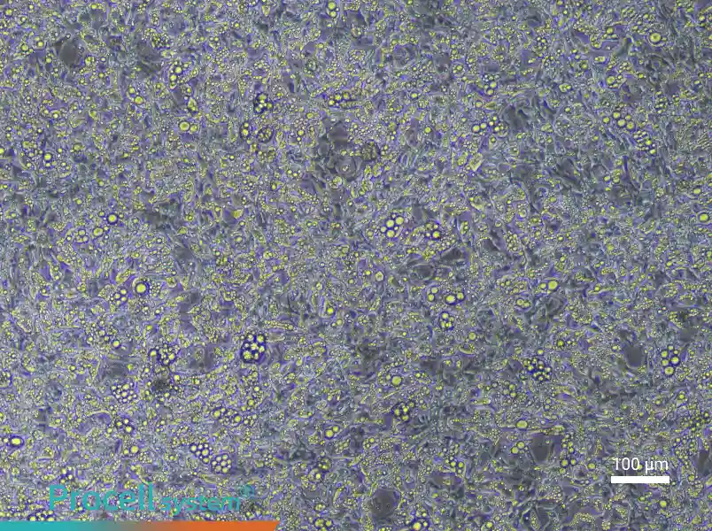 Mouse Brown Adipocyte Complete Medium - 2