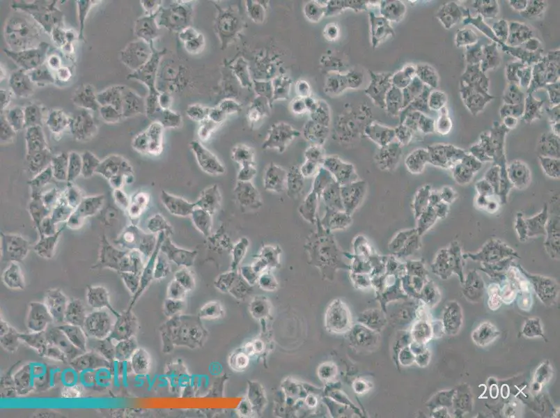 DMS 114 Cell Complete Medium - 6