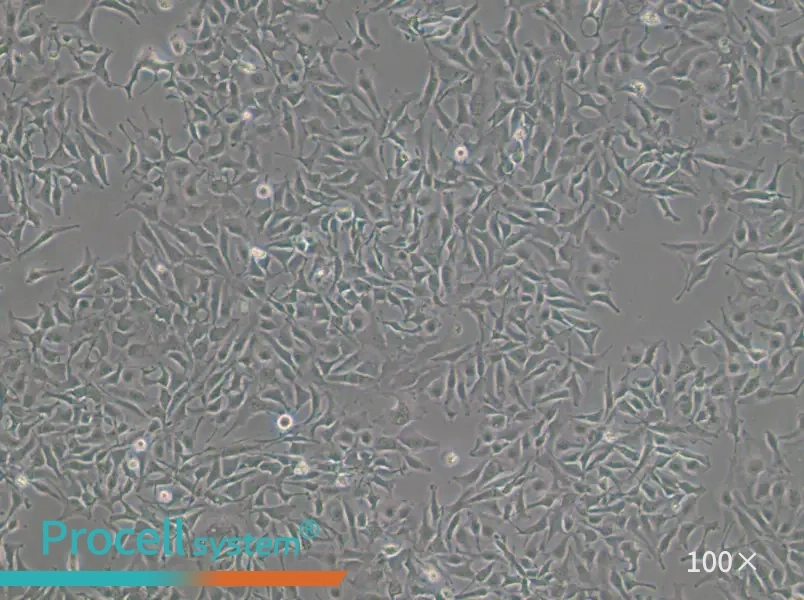 COLO 699 Cell Complete MediumCOLO 699 Cell Complete Medium - 2