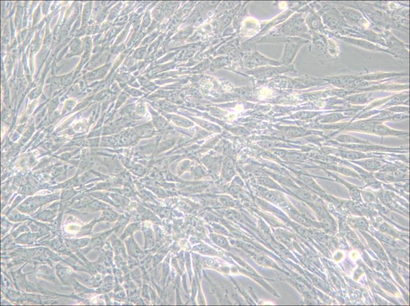 U-118 MG Cell Complete Medium - 5