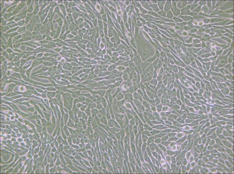 R 1610 Cell Complete Medium - 4