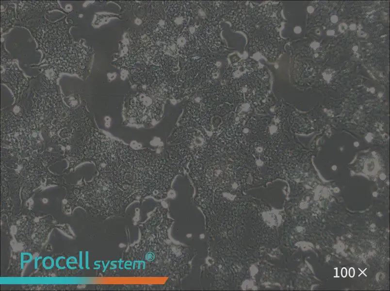 SW1417 Cell Complete Medium - 2