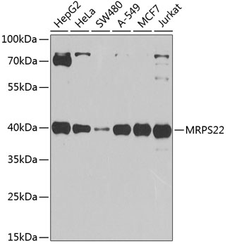 Western blot analysis of extracts of various cell lines using MRPS22 Polyclonal Antibody at 1:1000 dilution.