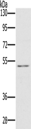 Western Blot analysis of HT-29 cell using HTR3C Polyclonal Antibody at dilution of 1:500