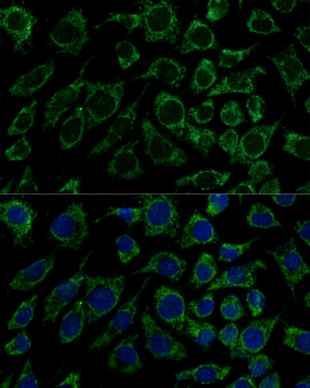 Immunofluorescence analysis of L929 cells using IDH3B Polyclonal Antibody at dilution of  1:100 (40x lens). Blue: DAPI for nuclear staining.