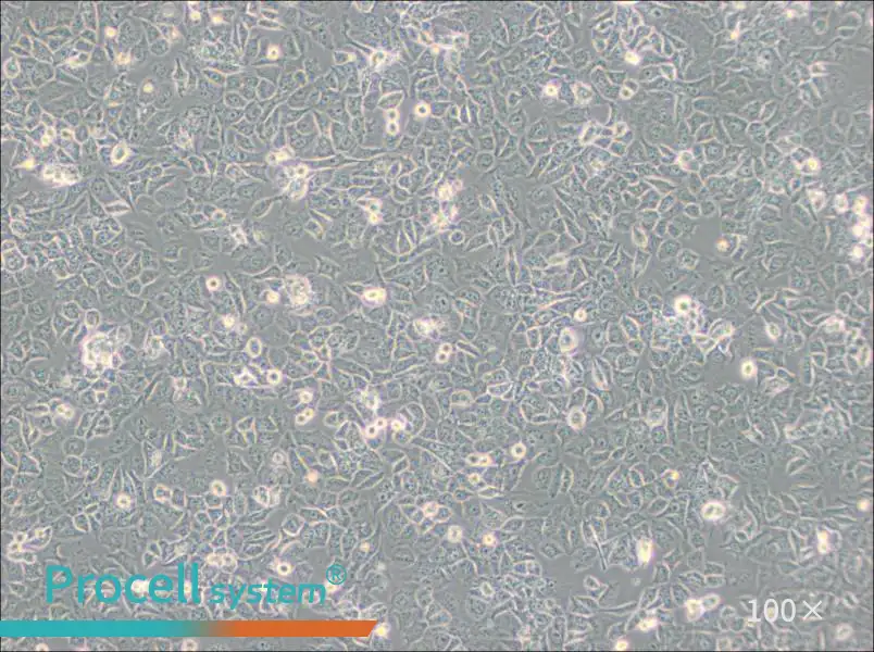 HuTu-80 Cell Complete MediumHuTu-80 Cell Complete Medium - 2