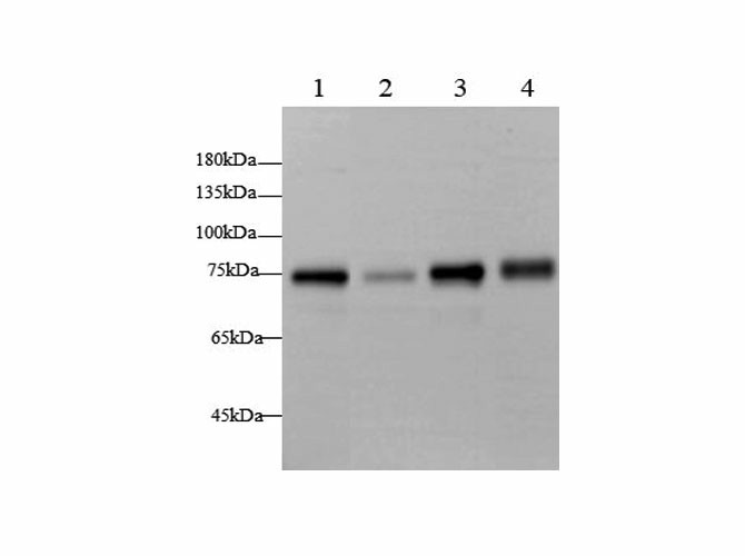 Western blot with BAG3 Polyclonal antibody at dilution of 1:2000.lane 1:Hela whole cell lysate, lane 2:K562 whole cell lysate, lane 3:A431 whole cell lysate, lane 4:Rat heart