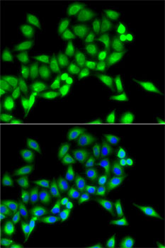 Immunofluorescence analysis of MCF7 cells using NFS1 Polyclonal Antibody