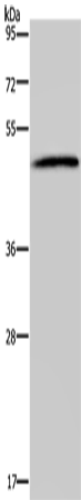 Western Blot analysis of 293T cell using HTR2B Polyclonal Antibody at dilution of 1:500