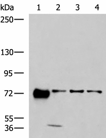 Western blot analysis of 293T A549 and A172 cell lysates  using PPEF1 Polyclonal Antibody at dilution of 1:1300