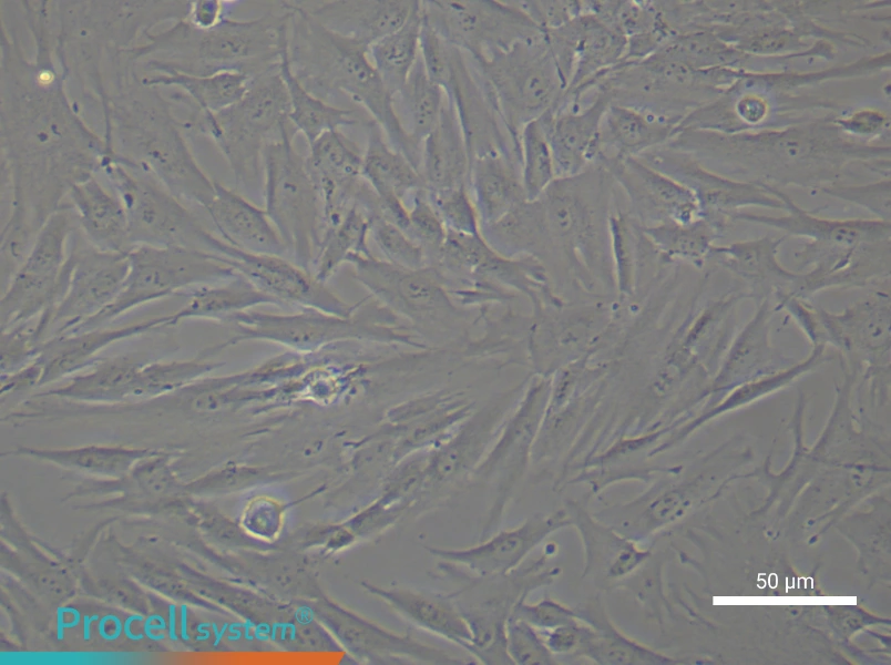 Human Gingival Fibroblast Complete Medium - 4