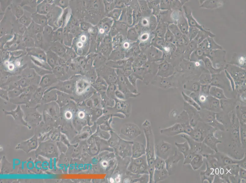 HCC4006 Cell Complete Medium - 6