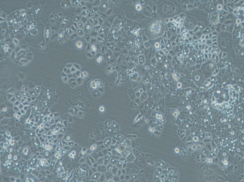 HARA-B Cell Complete MediumHARA-B Cell Complete Medium - 3