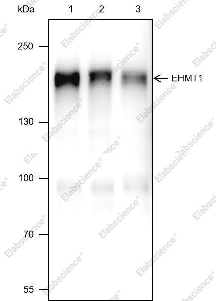 Recombinant EHMT1 Monoclonal Antibody - 1