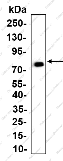Recombinant ACSL1 Monoclonal Antibody - 1