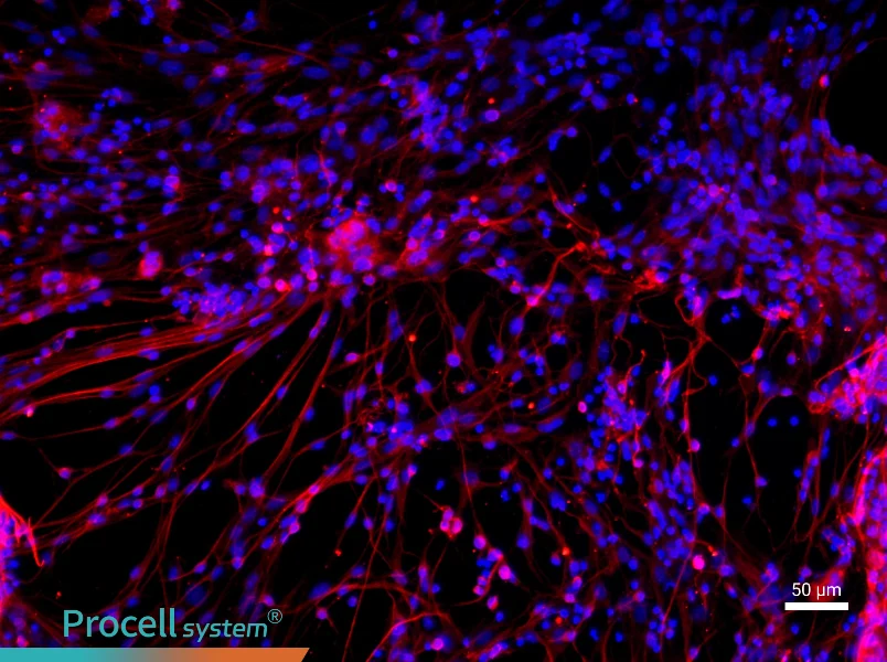 Mouse Cortical Neuron Complete Medium - 1