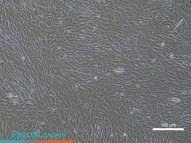 Mouse Tendon Stem/Progenitor Cell Complete Medium - 1